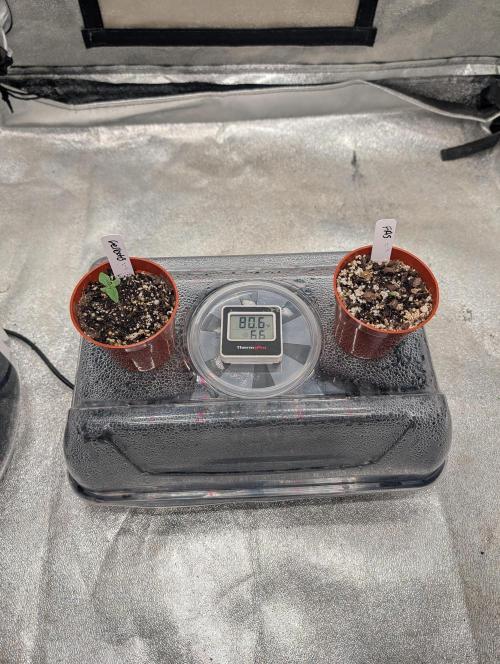 Expert seeds run. Week 0