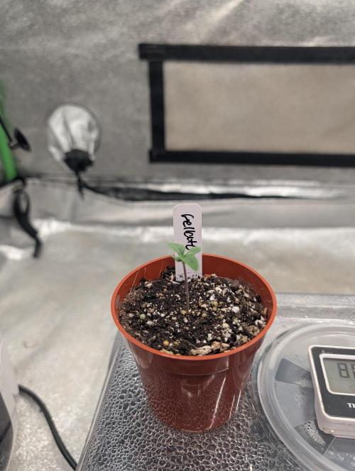 Expert seeds run. Week 0