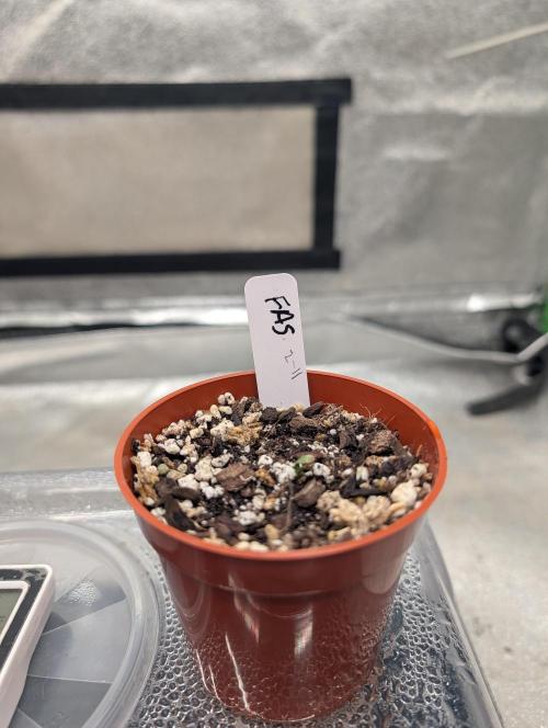 Expert seeds run. Week 0