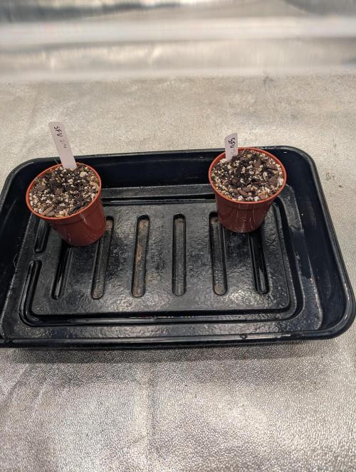 Expert seeds run. Week 0