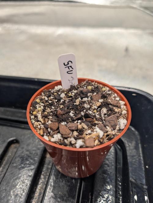 Expert seeds run. Week 0