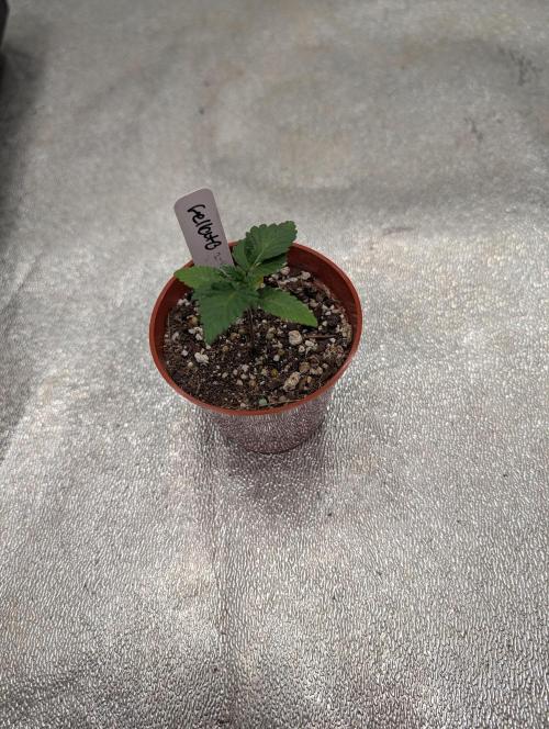 Expert seeds run. Week 1