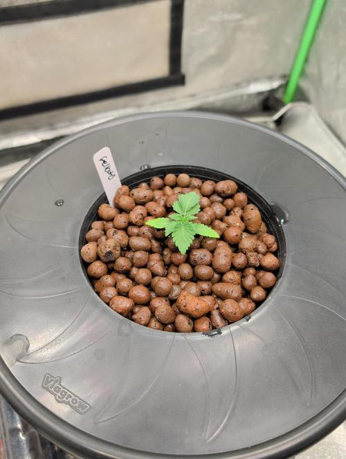 Expert seeds run. Week 2