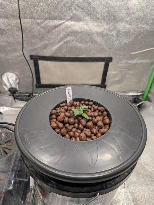 Expert seeds run. Week 2