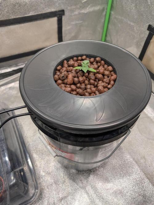Expert seeds run. Week 2