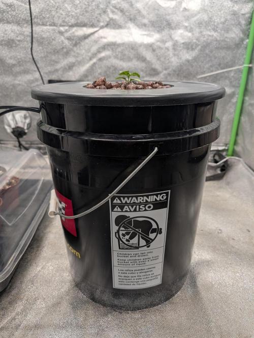Expert seeds run. Week 2