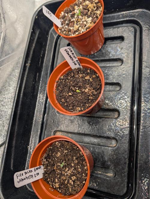 Expert seeds run. Week 2