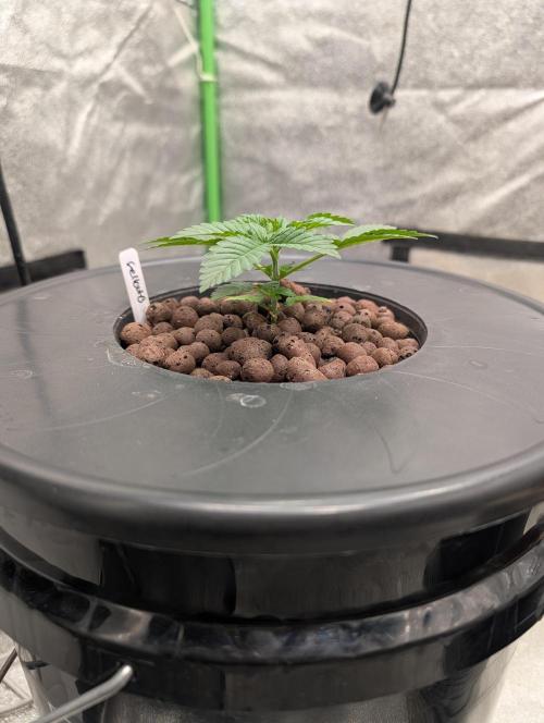 Expert seeds run. Week 3