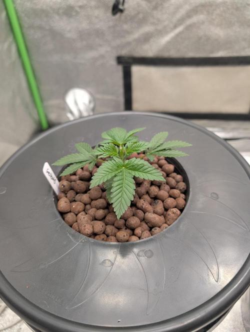 Expert seeds run. Week 3