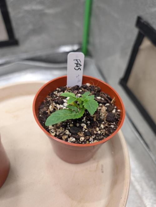 Expert seeds run. Week 3