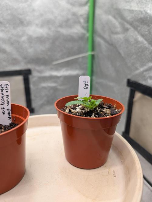 Expert seeds run. Week 3