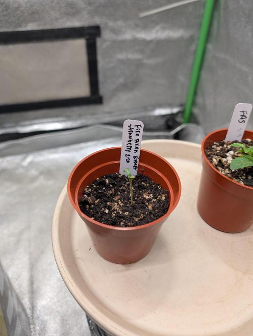 Expert seeds run. Week 3