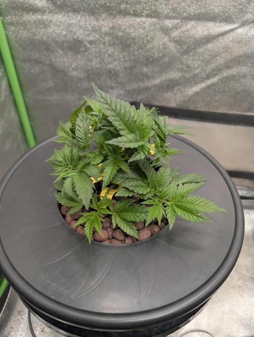 Expert seeds run. Week 4
