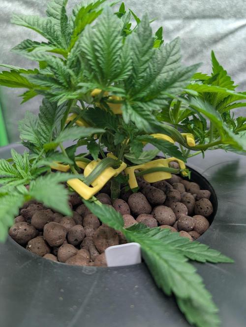 Expert seeds run. Week 4