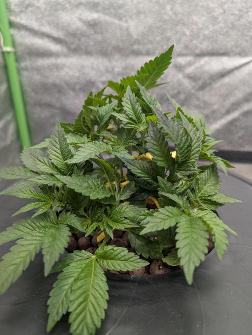 Expert seeds run. Week 4
