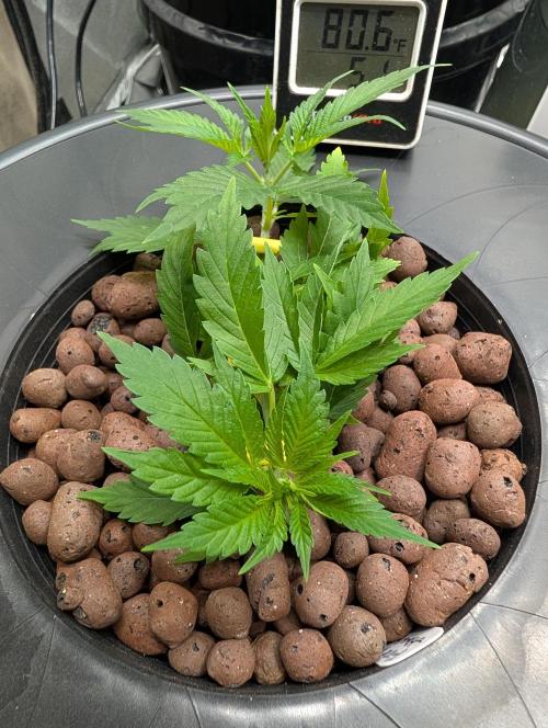 Expert seeds run. Week 4