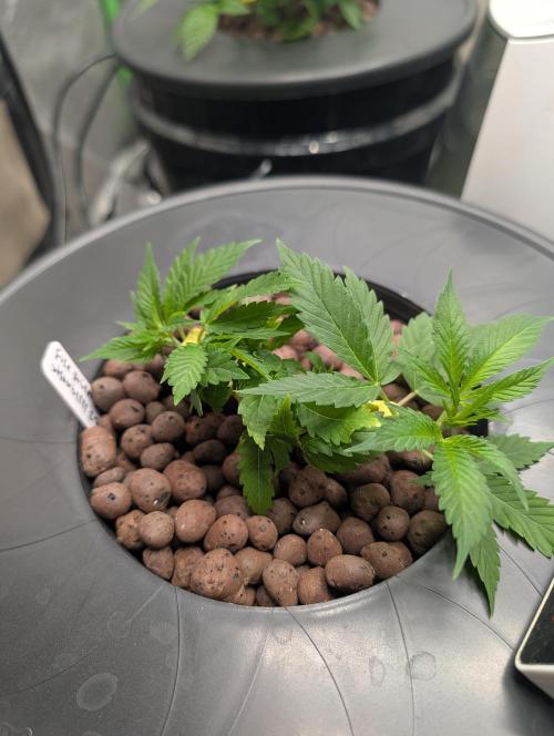 Expert seeds run. Week 4