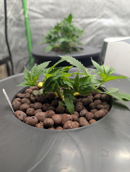 Expert seeds run. Week 4