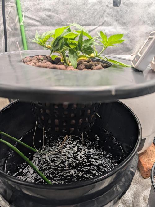 Expert seeds run. Week 4