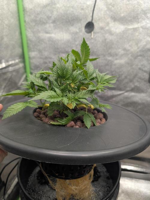 Expert seeds run. Week 4