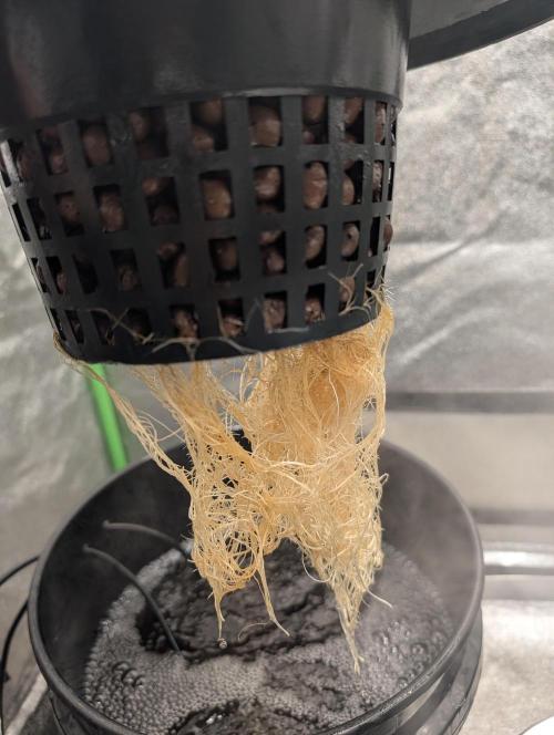 Expert seeds run. Week 4