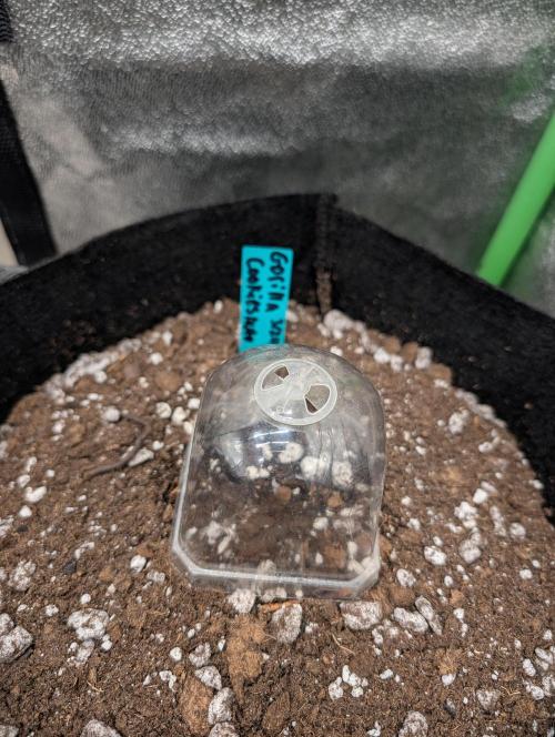 Fast buds. Week 0