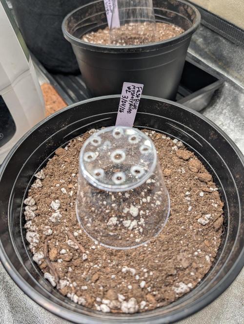 Fast buds. Week 0