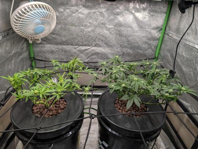 Expert seeds run. Week 5