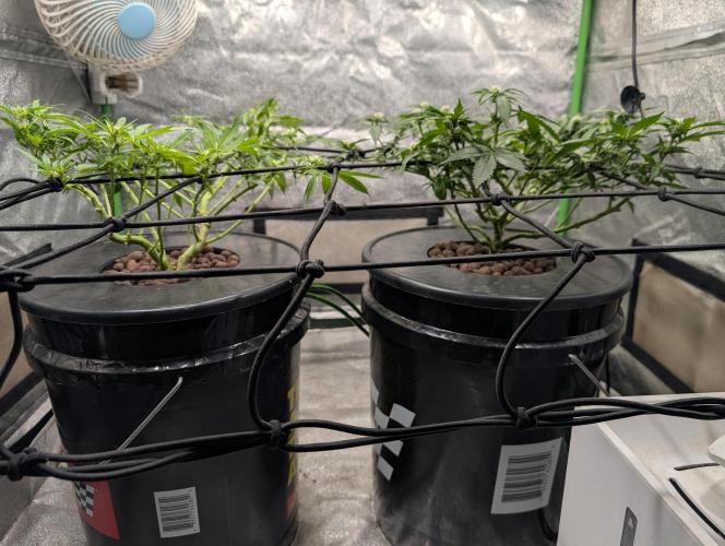 Expert seeds run. Week 5
