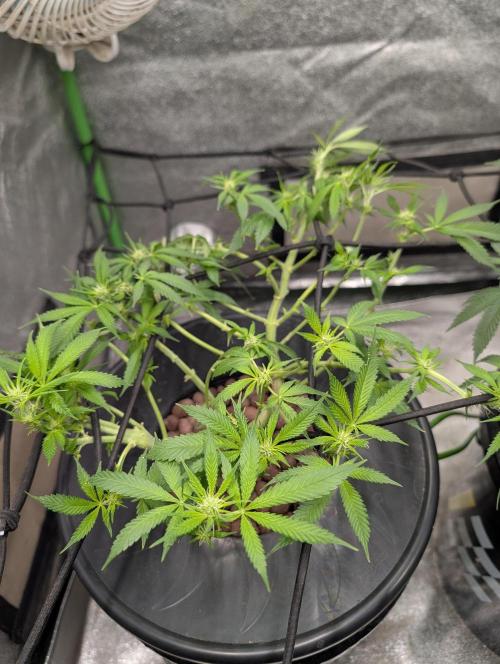 Expert seeds run. Week 5