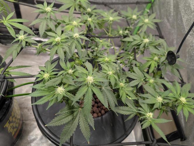 Expert seeds run. Week 5