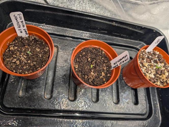 Expert seeds run. Week 1
