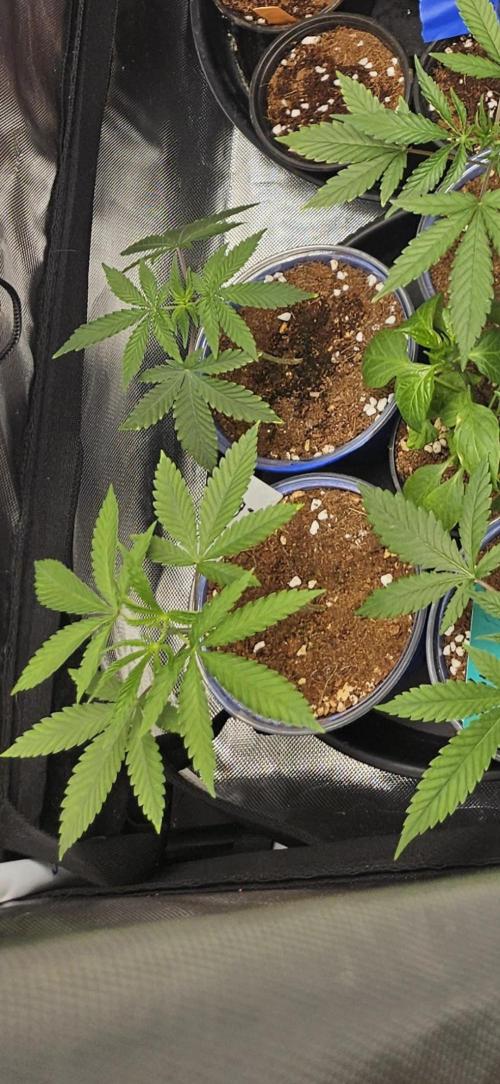 Bananas. Week 3 - Banana Blaze week 2