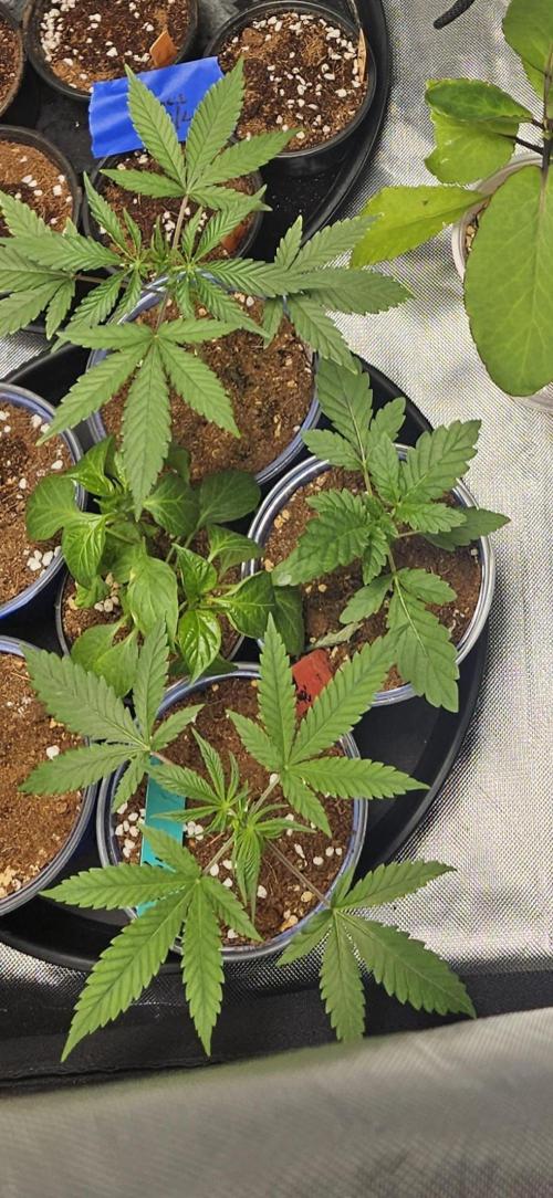 Bananas. Week 3 - Hand full of Seedsman Jealousy Fast