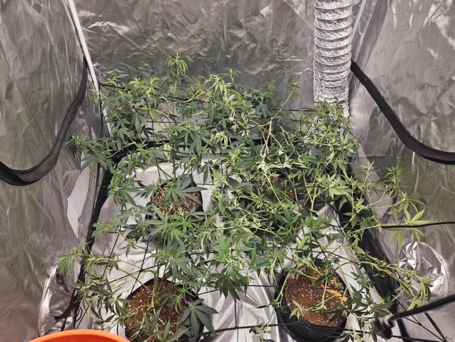 Honey Cream. Week 4 - Top 2 Honey cream and bottom left is Purple queen last bottom right Peyote forum 