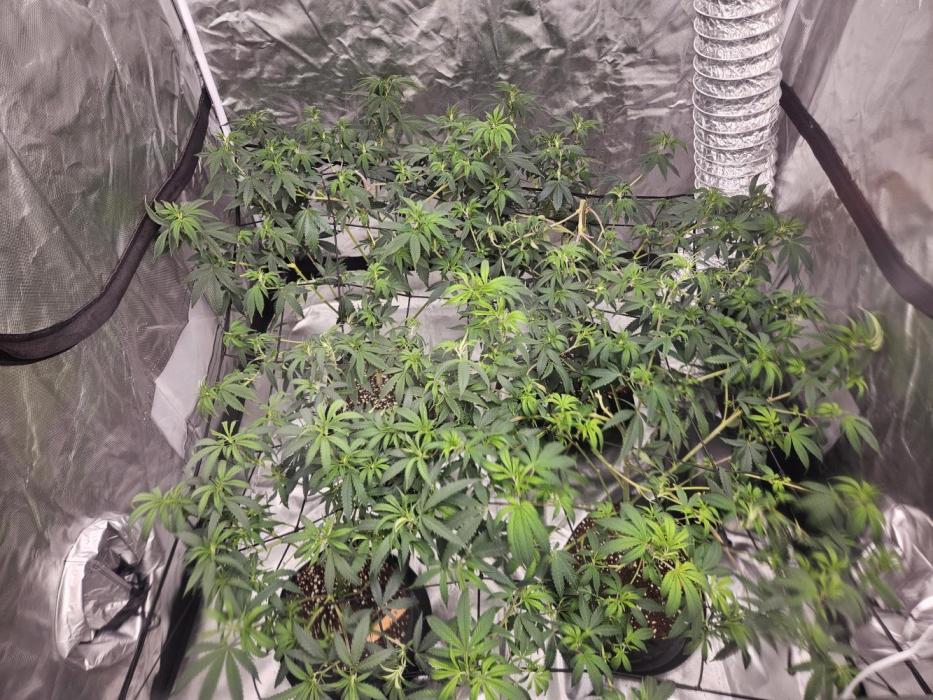 Honey Cream. Week 5 - Honey cream 2 top and bottom right Purple Queen and last on the left Peyote forum.