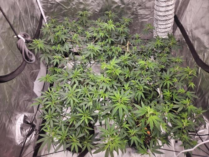 Honey Cream. Week 6 - Top 2 Honey cream. Left Peyote forum and last Purple queen. Getting them more spread out.