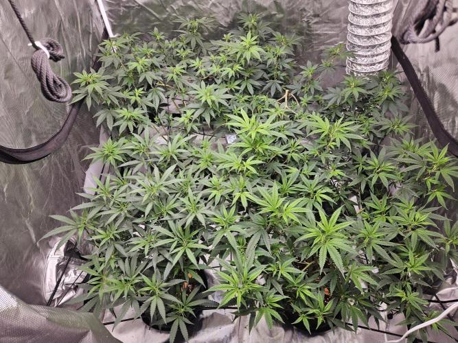 Honey Cream. Week 6