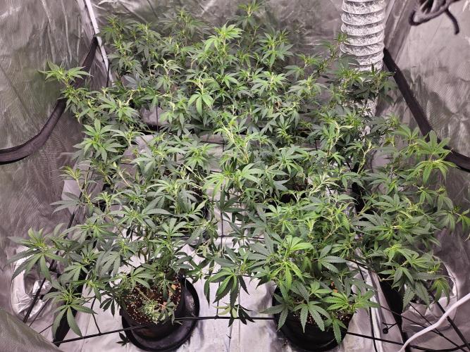 Honey Cream. Week 6 - Setting up for a massive scrog.