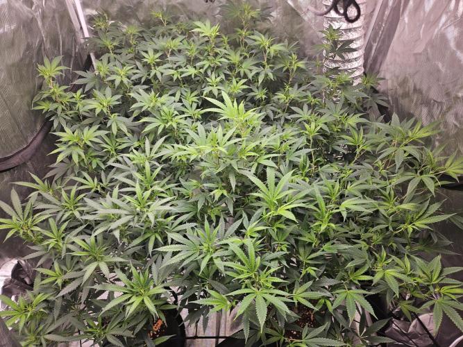 Honey Cream. Week 7 - I'm not gonna even start. Next feed water and I'm throwing into flowering. Holy shizz.