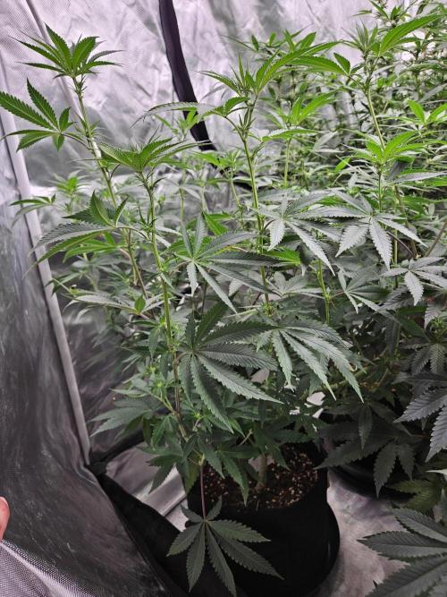 Bananas. Week 10 - Dutch Passion Banana blaze.