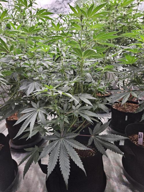 Bananas. Week 10 - Seedsman Jealousy Fast