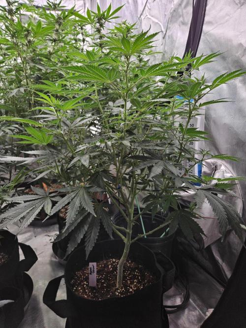 Bananas. Week 10 - Seedsman Mystery - Ive grown so many I bought 10 packs. Like a treasure hunt, always good outcome.