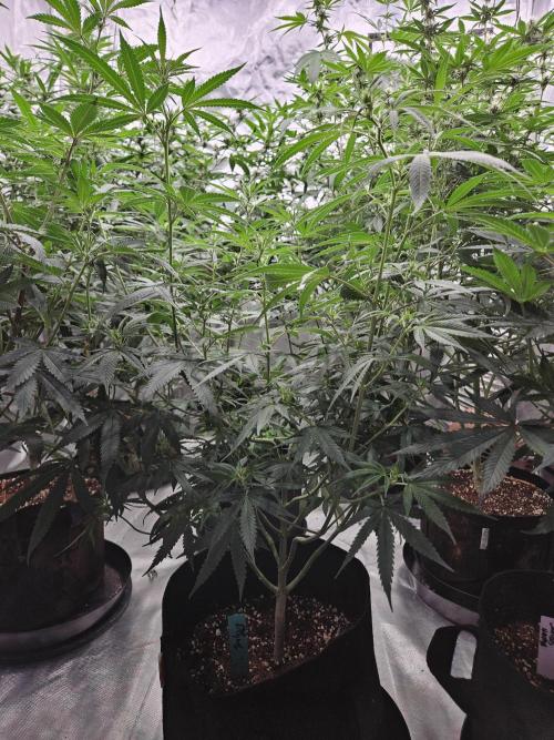 Bananas. Week 10 - Seedsman Jealousy Fast #2