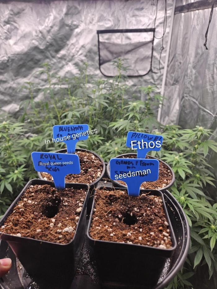 Honey Cream. Week 8 - During this week, I was busy. Usually I can still get shi done. Look past my new grow lol
