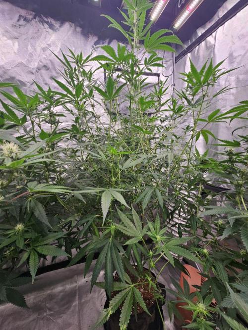 Honey Cream. Week 9 - Royal Queen Seeds is a pheno I'm keeping all year around. 
