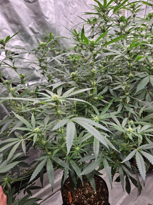 Honey Cream. Week 9 - Royal Queen Seeds Honey cream Gast #1