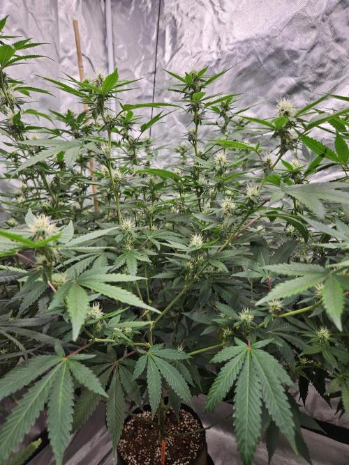 Honey Cream. Week 9 - Seedsman Peyote Forum 