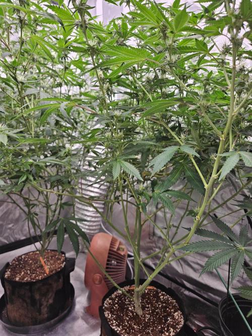 Honey Cream. Week 9 - Royal Queen Seeds Honey cream Gast #2