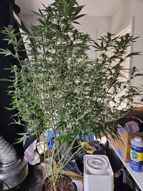 Honey Cream. Week 10 - Purple Queen wanted another week of early flower. So I decided to go for it. 